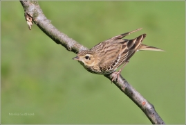 <p>LINDUŠKA LESNÍ (Anthus trivialis) /Tree pipit - Baumpieper/</p>